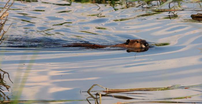 Biber © Pro Natura Baselland