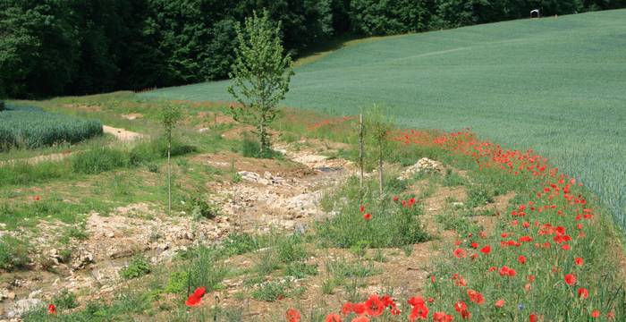 Hintereggbach, Wenslingen