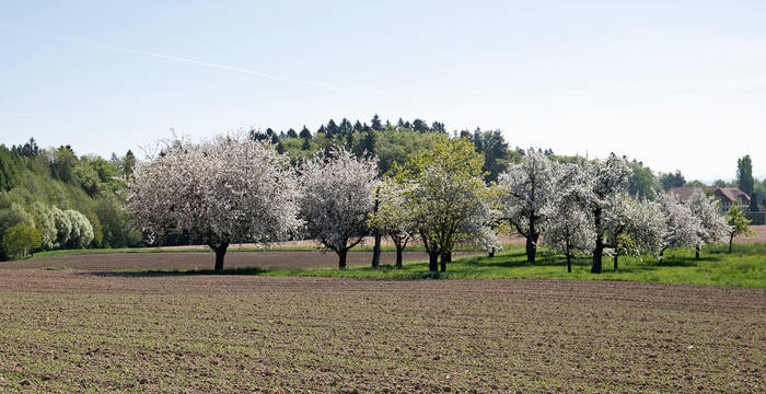 Hochstammbäume © Matthias Sorg