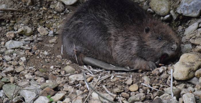 Biber in Böckten © Pro Natura Baselland