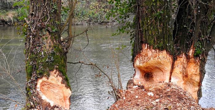 Biberspuren Reinacherheide