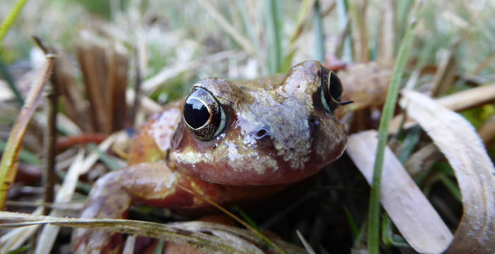 Grasfrosch Rana temporaria Copyright Stefan Grichting