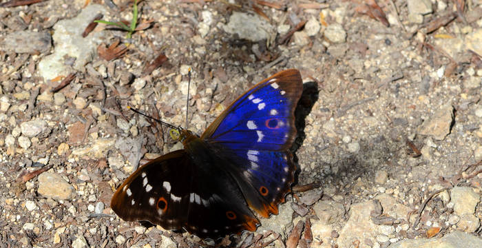 Kleiner Schillerfalter © Beat Schaffner