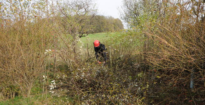 Am Naturschutztag werden u.a. Hecken gepflegt (Foto: Thomas Zumbrunn).