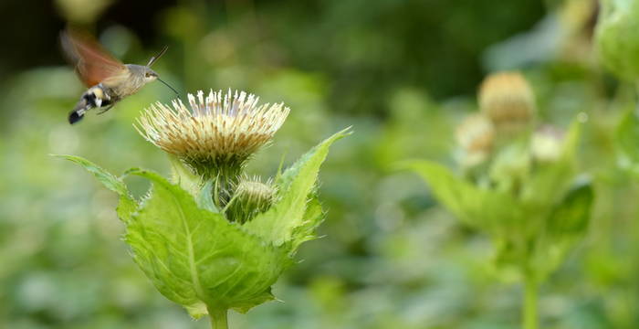 Taubenschwänzchen (Foto: Thomas Fabbro)