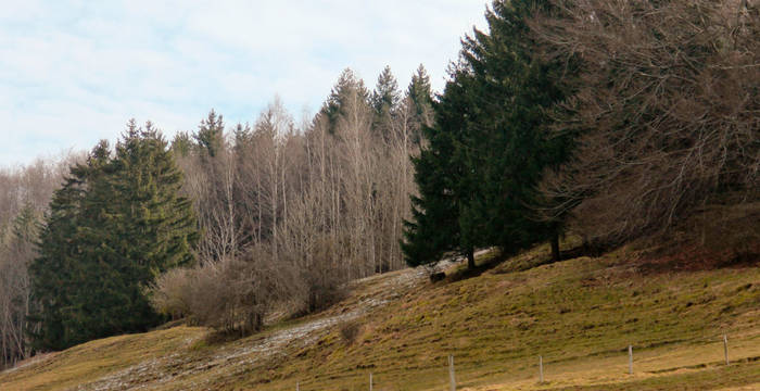 Waldrand Erzenbergrüttenen (Foto: Tabea Bischof)