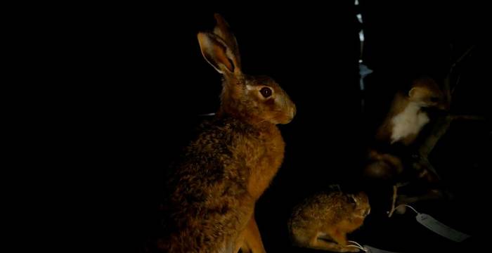 Hase