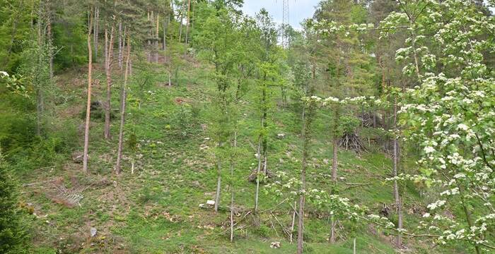Stromtrasse Kleinlützel Mittlerer Brandel