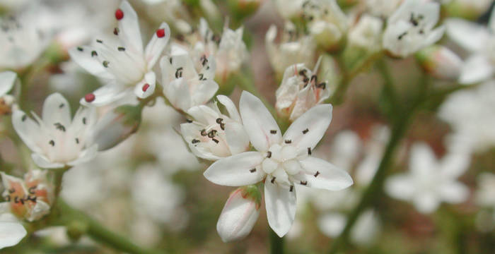 Wildpflanzen- und Kräutermarkt Bottmingen