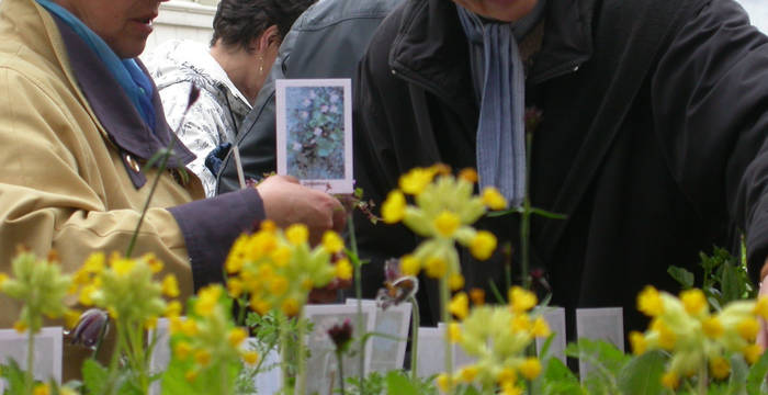 Wildpflanzen- und Kräutermarkt Laufen