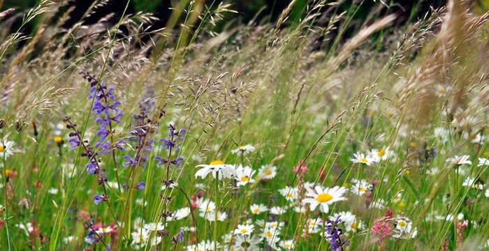 Blumenwiese