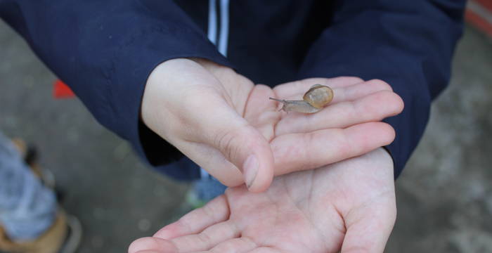 Schnecke auf Kinderhänden