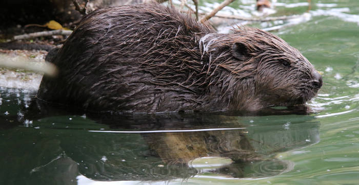 Biber am Wasser
