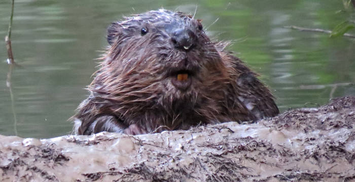 Biber am Wasser