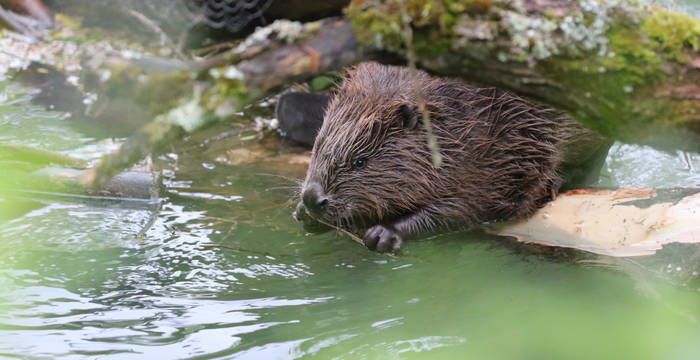 Biber am Wasser