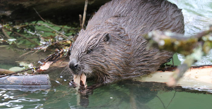 Biber am Wasser