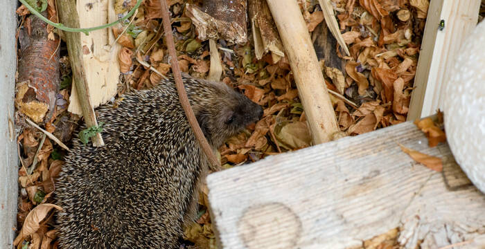 Igel 