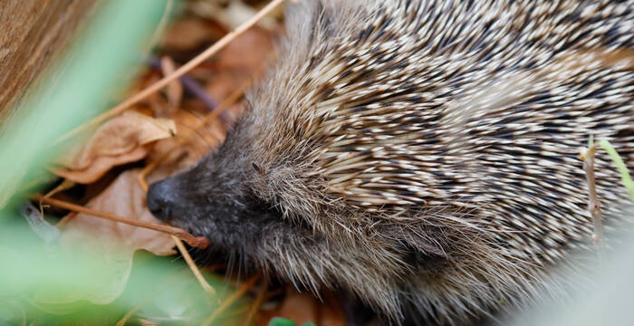 Igel
