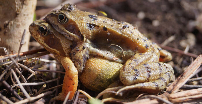 Grasfroschpärchen