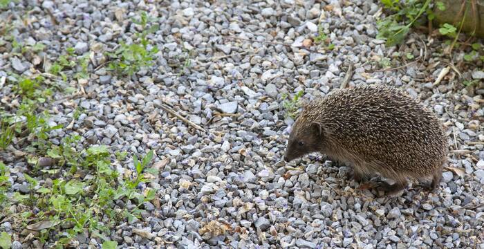 Igel auf Futtersuche
