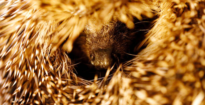 Aufgerollter Igel