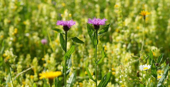 Wiesen-Flockenblumen