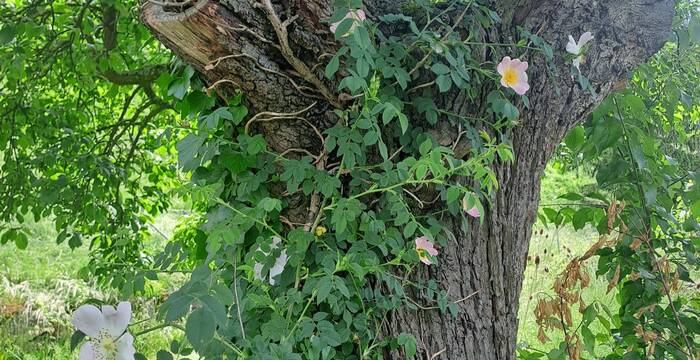 Der alte Zwetschgenbaum bietet Lebensraum für viele Wildtiere und dient der Wildrose als Klettergerüst.