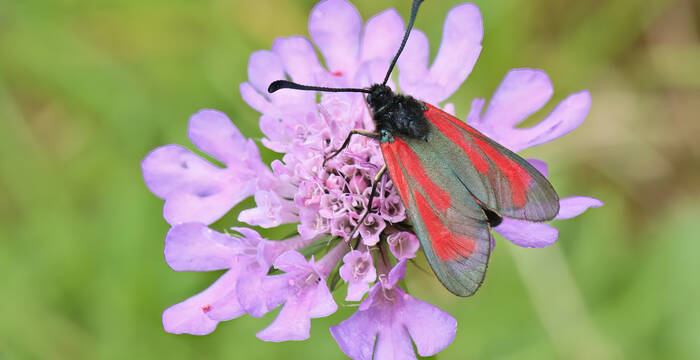 zygaena minos