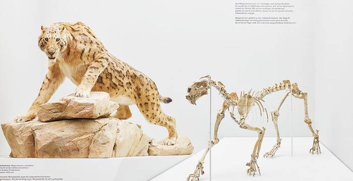 Naturhistorisches Museum Basel