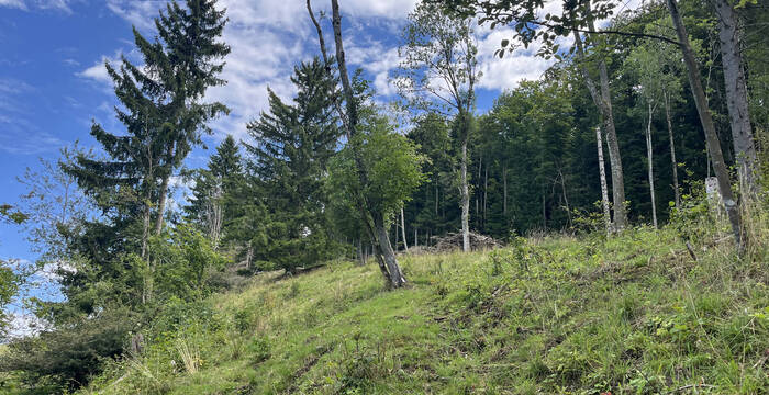 Waldweide Erzenbergrütene