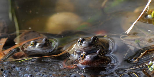 Grasfrosch © Franz Schweizer