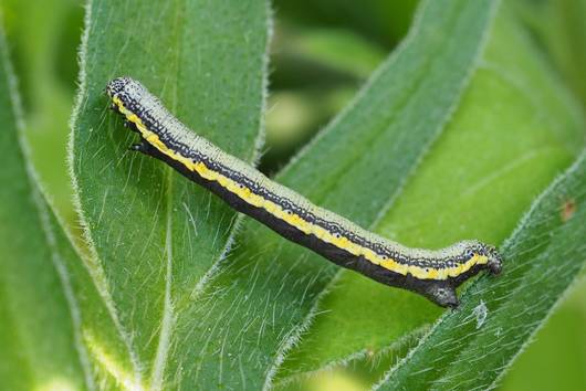 lycia zonaria-Raupe Stefan Birrer