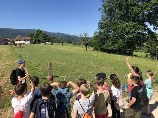 Wiesenexkursion für Schulen