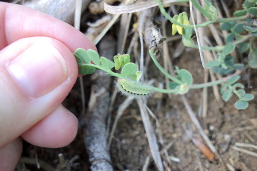 Z. fausta, Raupe an Scheidiger Kronwicke 