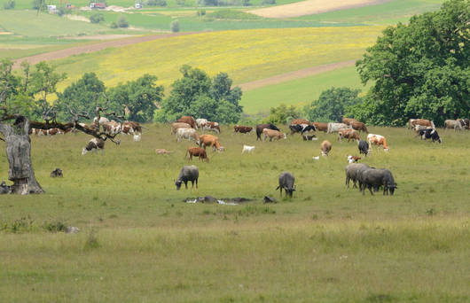 Mischbeweidung in Siebenbürgen, Rumänien.