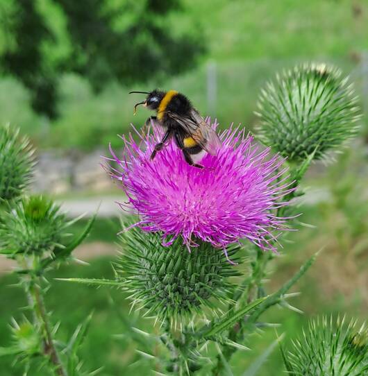 Wildbiene Hummel