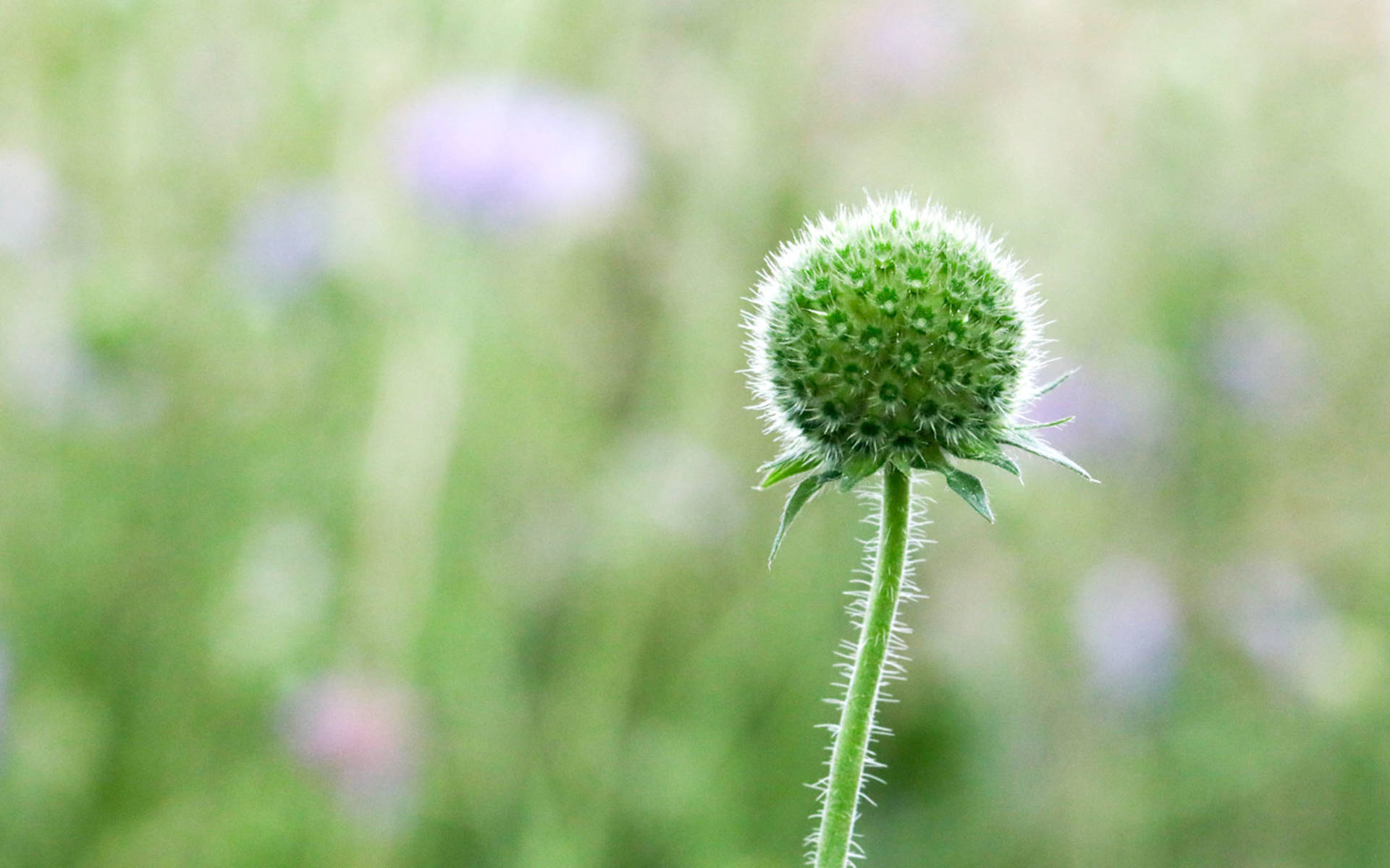 Acker-Wittwenblume © Matthias Sorg