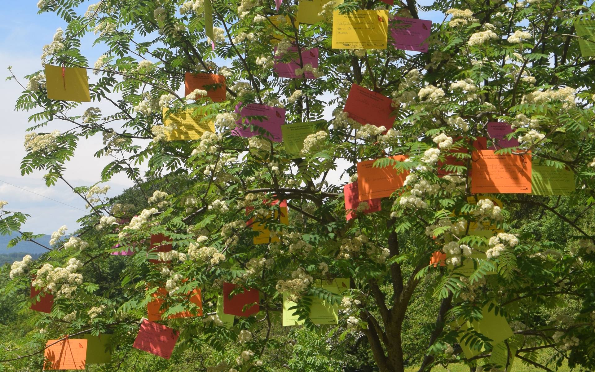Wunschbaum Jubiläum © Pro Natura Baselland