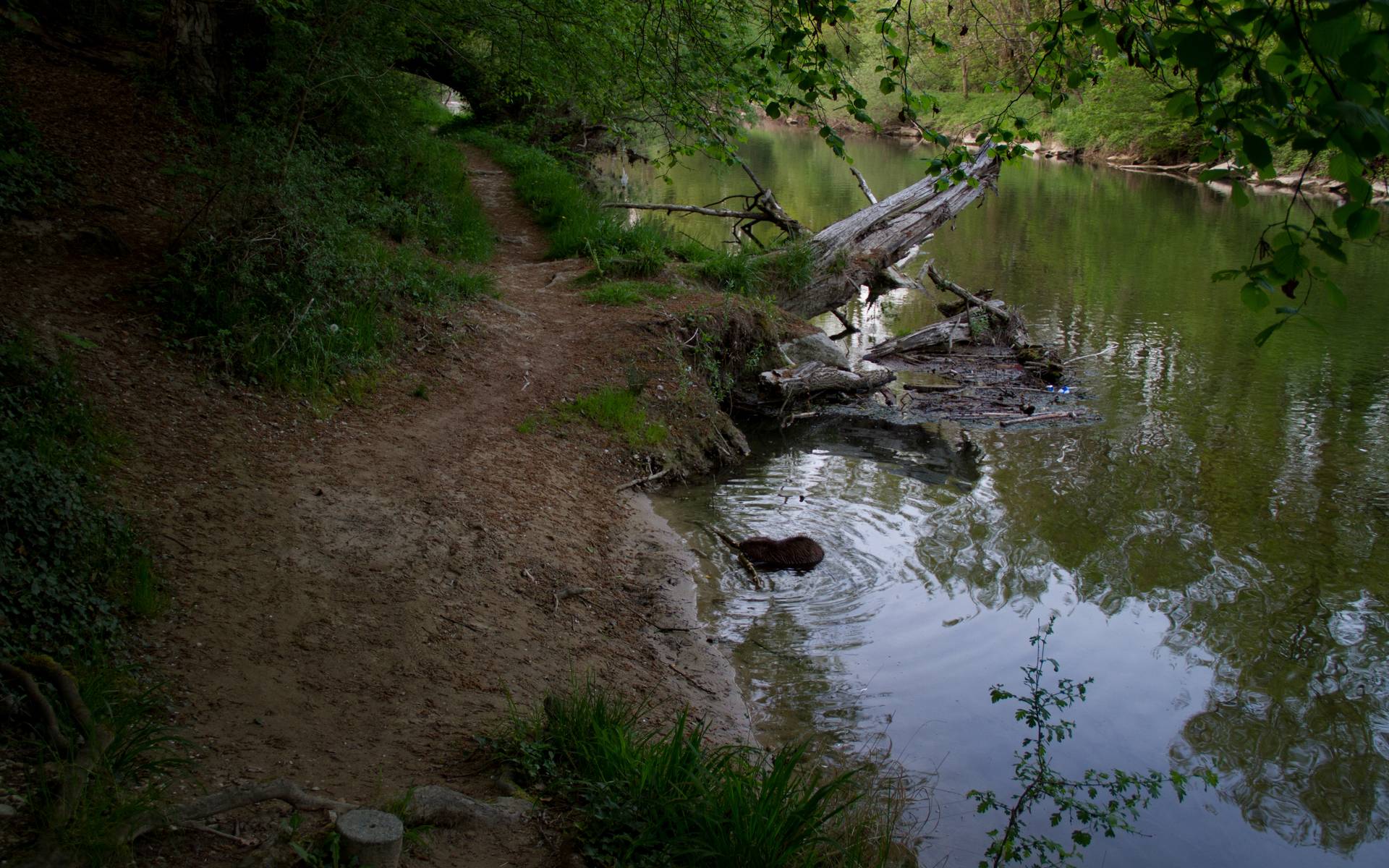 Biber © Pro Natura Baselland