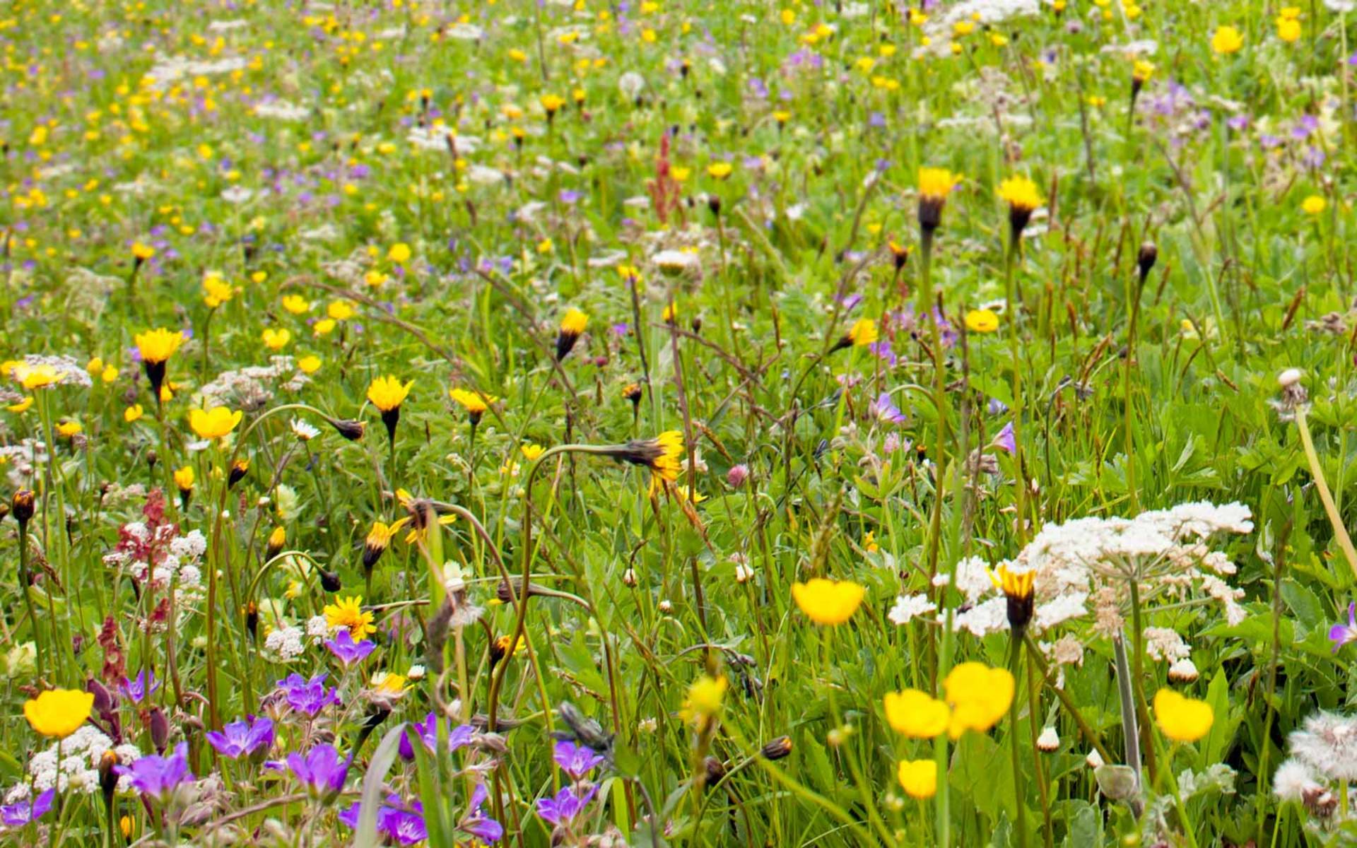 Blumenwiese © Matthias Sorg