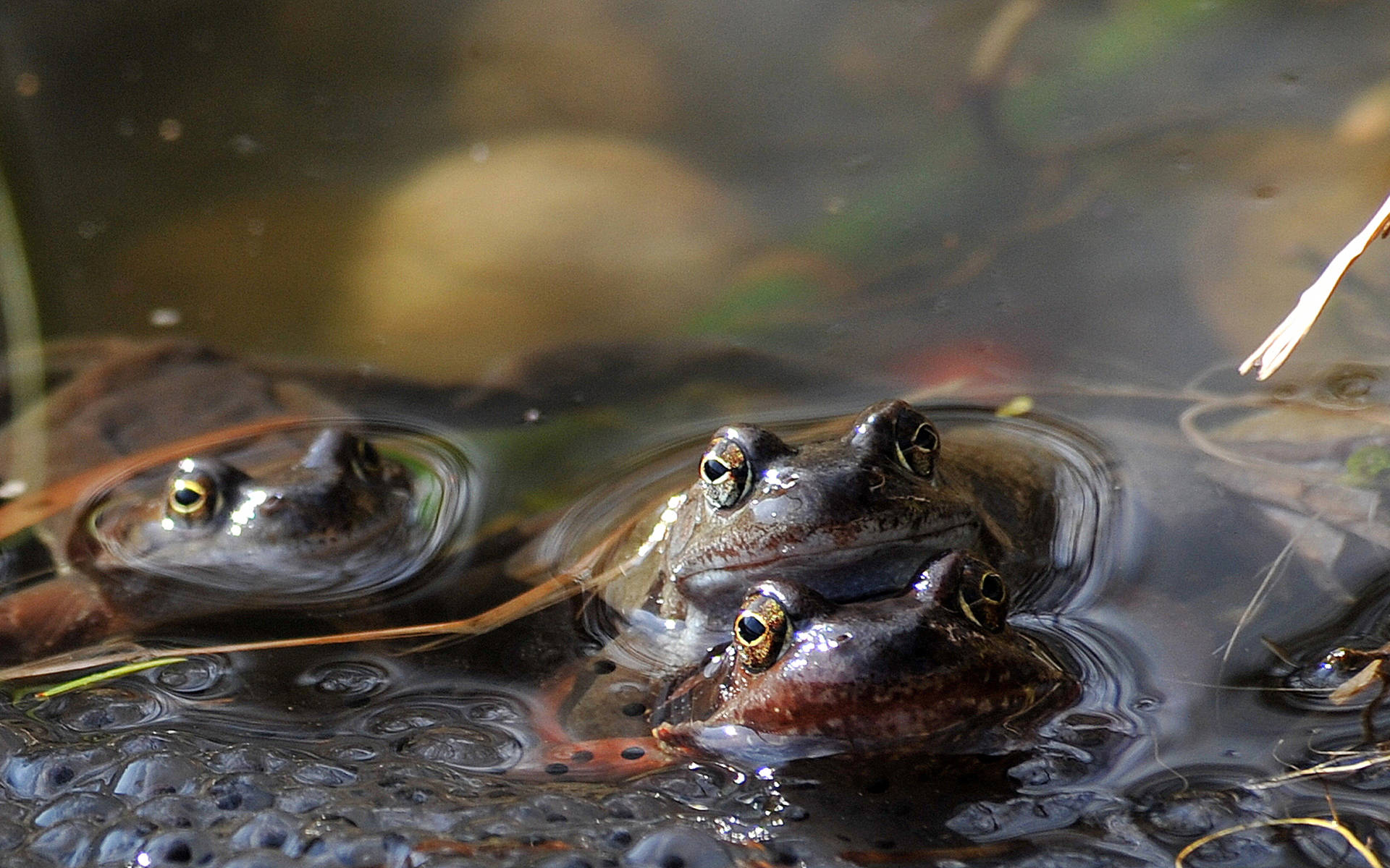 Grasfrosch © Franz Schweizer