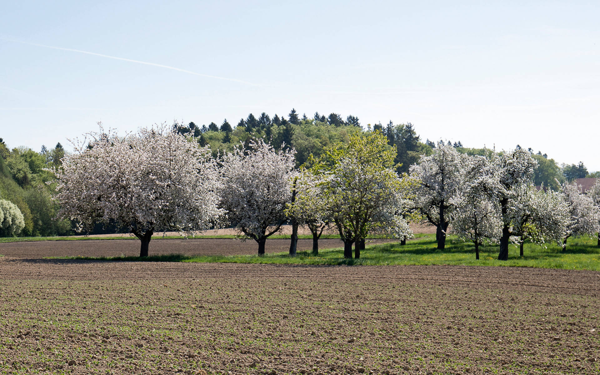 Hochstammbäume © Matthias Sorg
