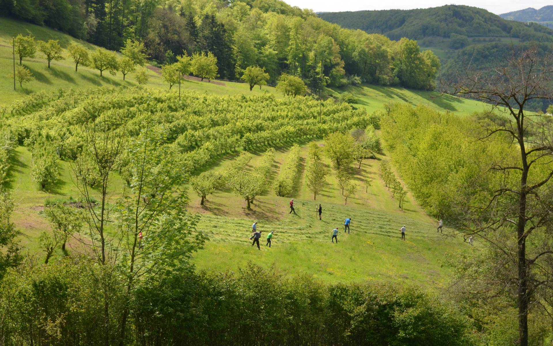 Sensengruppe © Pro Natura Baselland