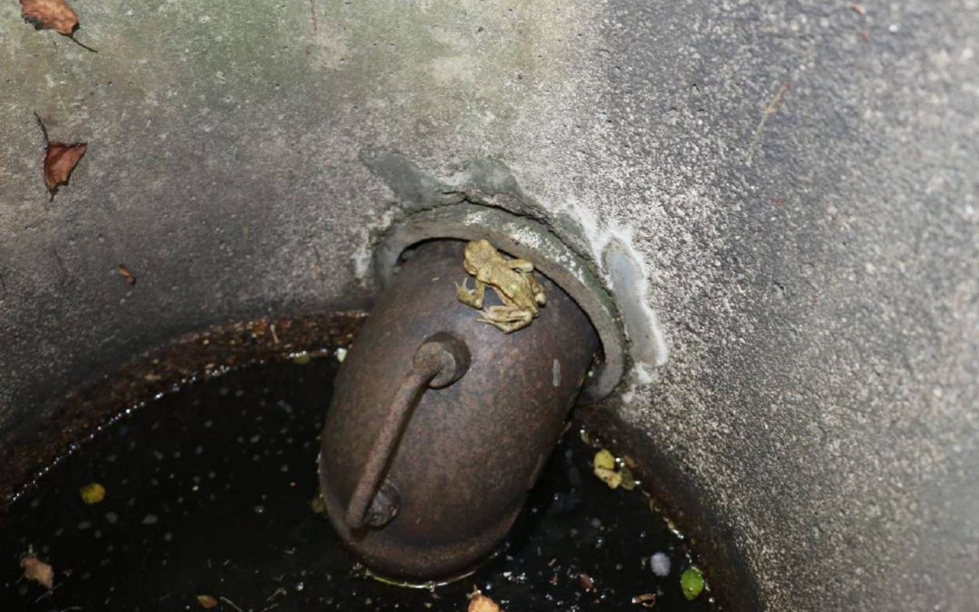 Frosch im Schacht © Jean Babtiste Evard