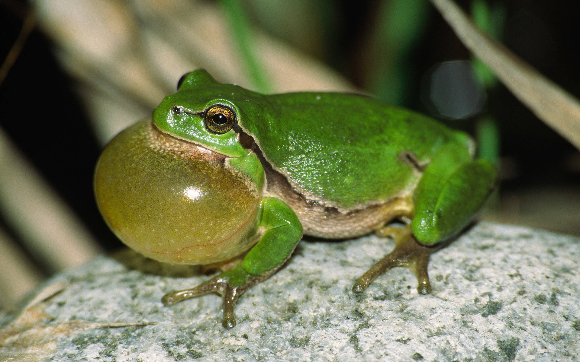 Laubfrosch © Jan Ryser