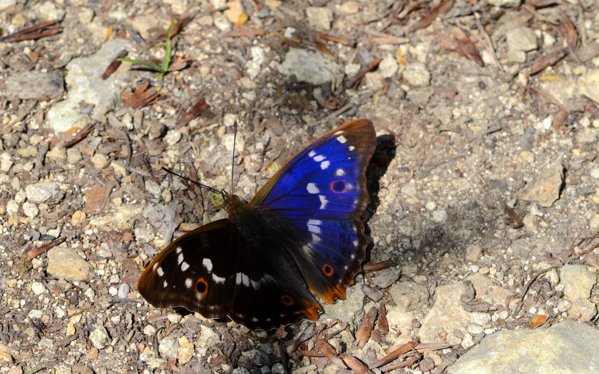Kleiner Schillerfalter © Beat Schaffner