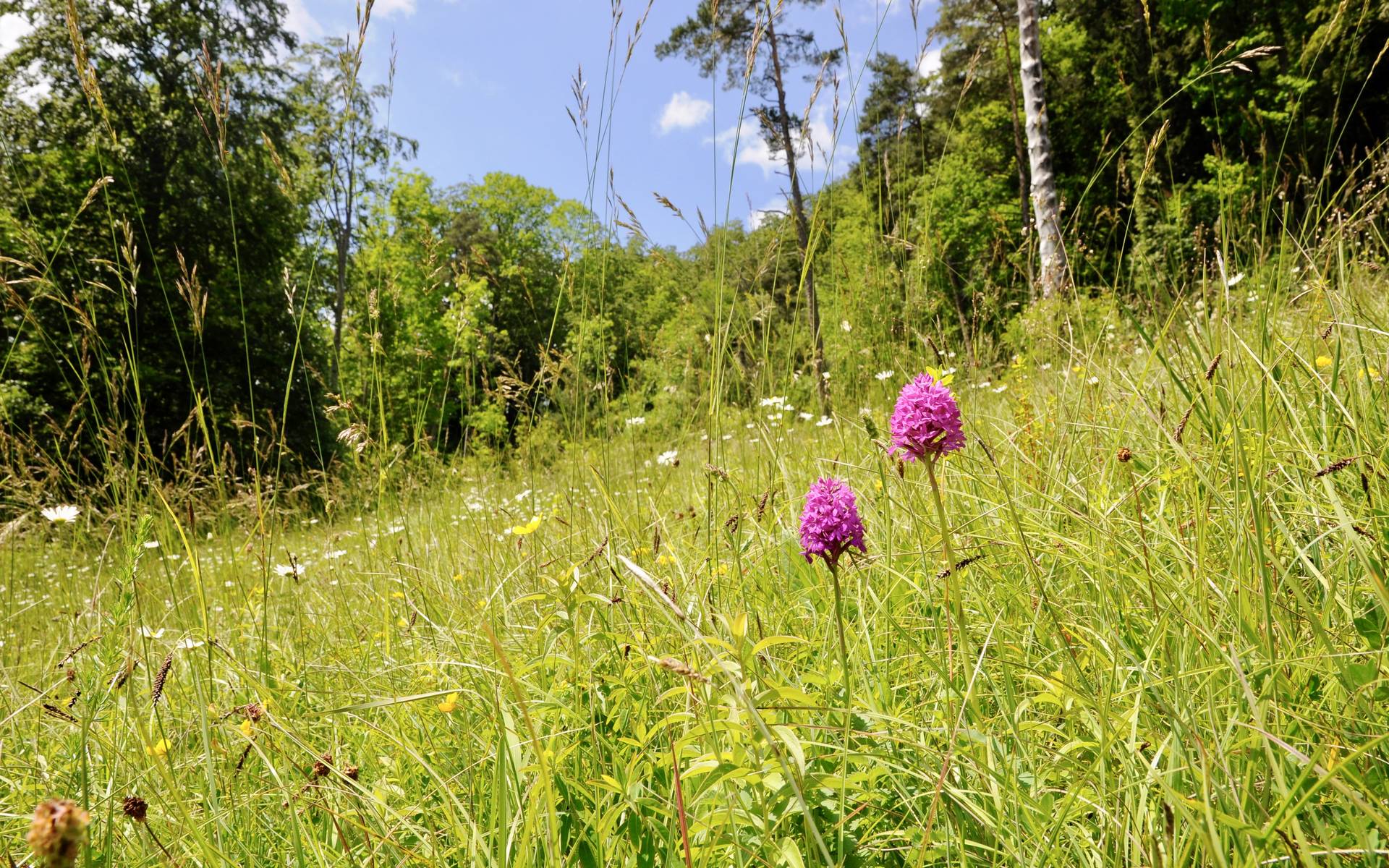 Waldmättli, Lauwil