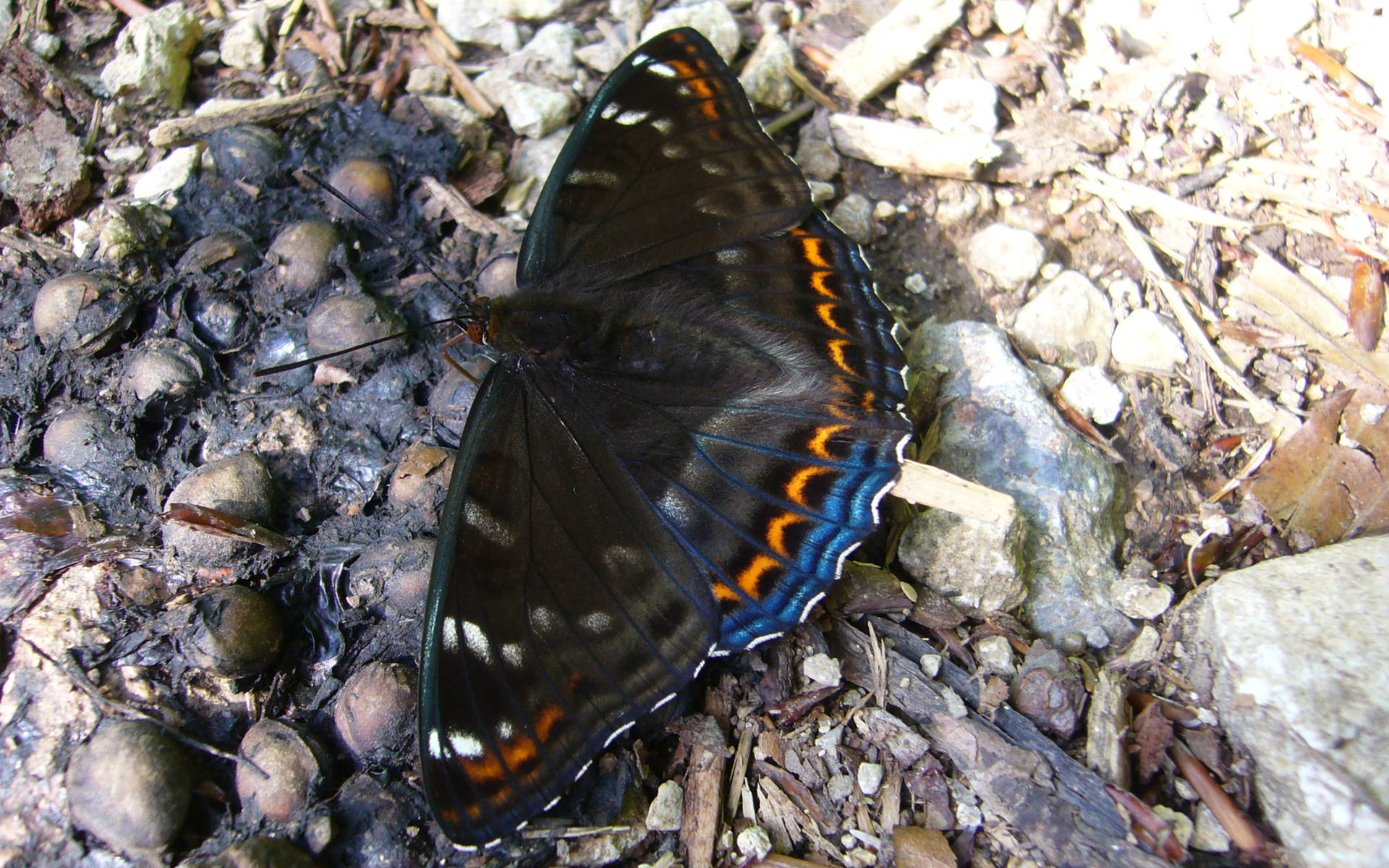 Grosser Schillerfalter, Josef Borer