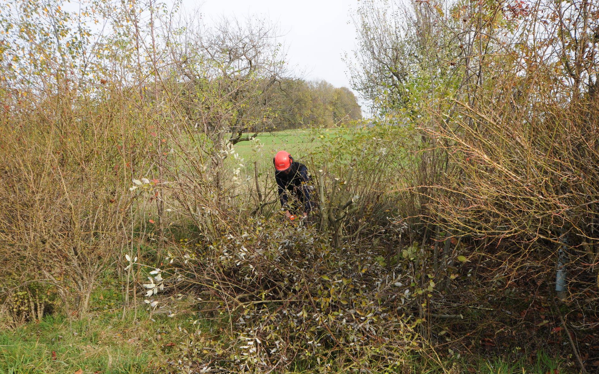 Am Naturschutztag werden u.a. Hecken gepflegt (Foto: Thomas Zumbrunn).