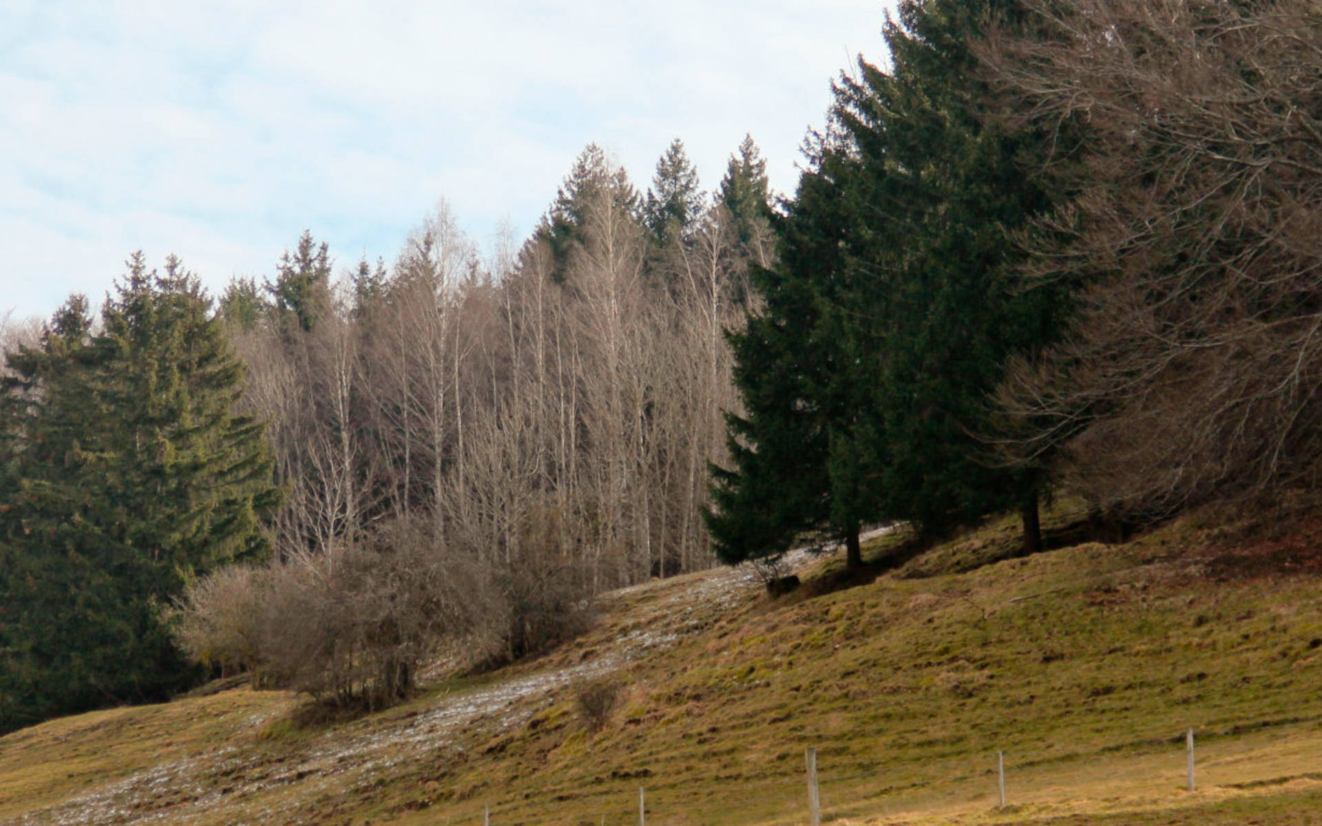 Waldrand Erzenbergrüttenen (Foto: Tabea Bischof)
